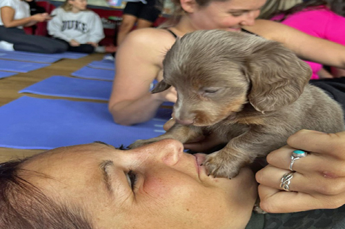 puppy-yoga-in-liverpool1 puppy-yoga-in-liverpool1