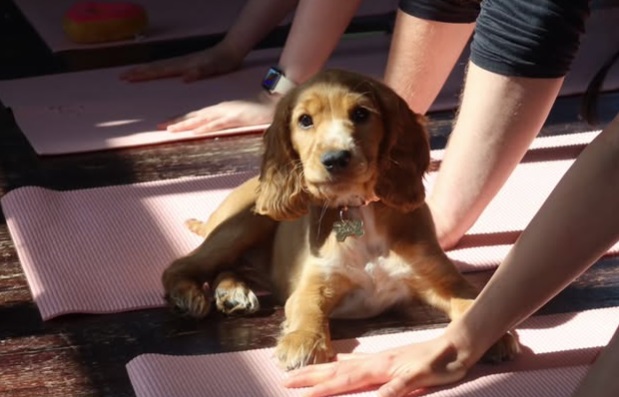 puppy-yoga-cardiff-cute puppy-yoga-cardiff-cute