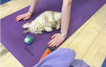 puppy-yoga-edinburgh-photo-cute puppy-yoga-edinburgh-photo-cute
