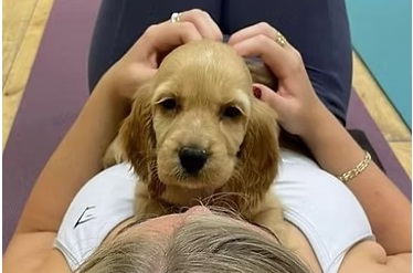 puppy-yoga-glasgow-cute puppy-yoga-glasgow-cute
