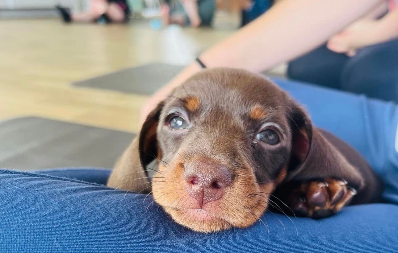 puppy-yoga-kent-cute puppy-yoga-kent-cute
