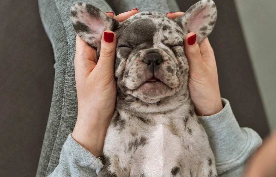 yoga-with-puppies-leicester puppy-yoga-cardiff-cute